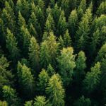 Kasvava metsä