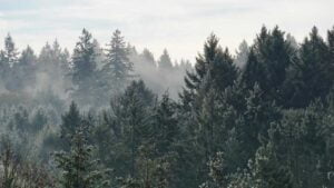 Ilmastotyö - kontribuutio vapaaehtoisessa hiilimarkkinassa