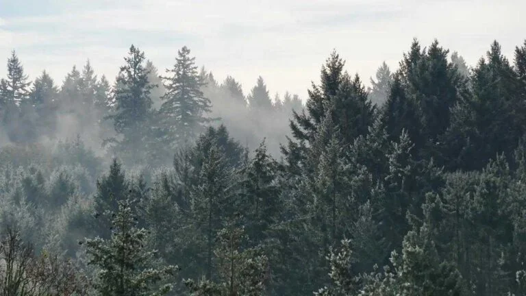 Ilmastotyö - kontribuutio vapaaehtoisessa hiilimarkkinassa