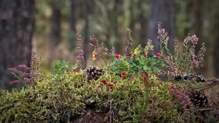 Sisäinen hiilen hinnoittelu ilmastotyössä